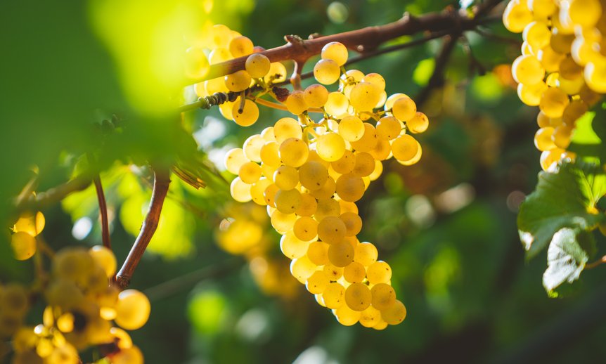 "У теплі дні збирання винограду" Максима Рильського: відповіді на всі запитання про твір!
